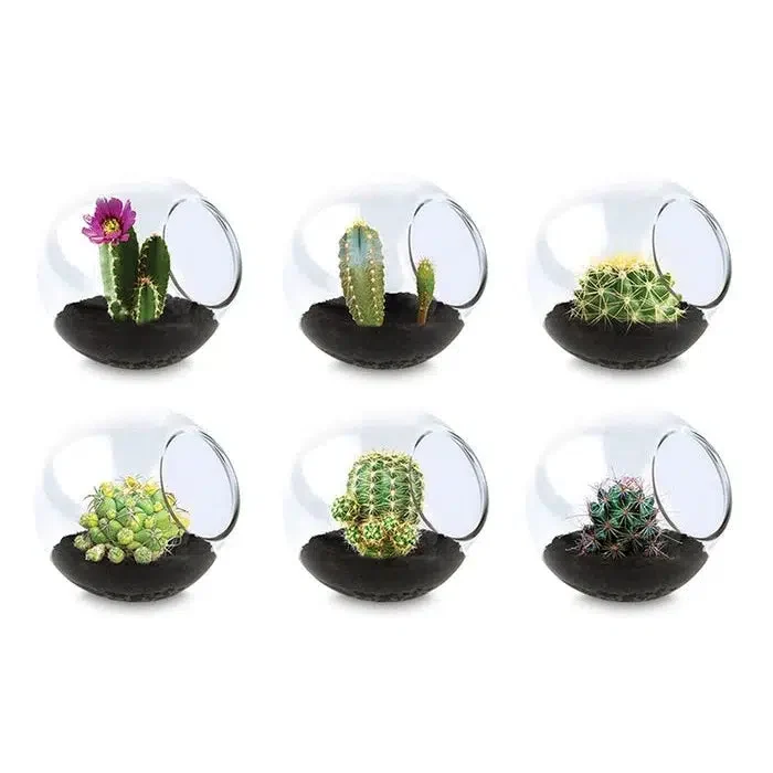 Cactus Tiny Terrarium Asst. 810003402455 810003402417 810003402448 810003402424 810003402400 810003402431